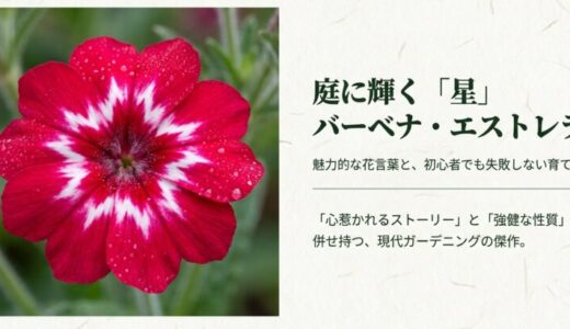 バーベナのエストレラ花言葉は？メテオールシャワーや育て方も解説