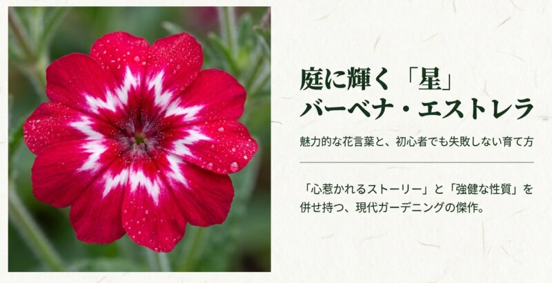 鮮やかな赤い花弁に白い星模様が入ったバーベナ・エストレラの花のアップ。現代ガーデニングの傑作として紹介するスライド。