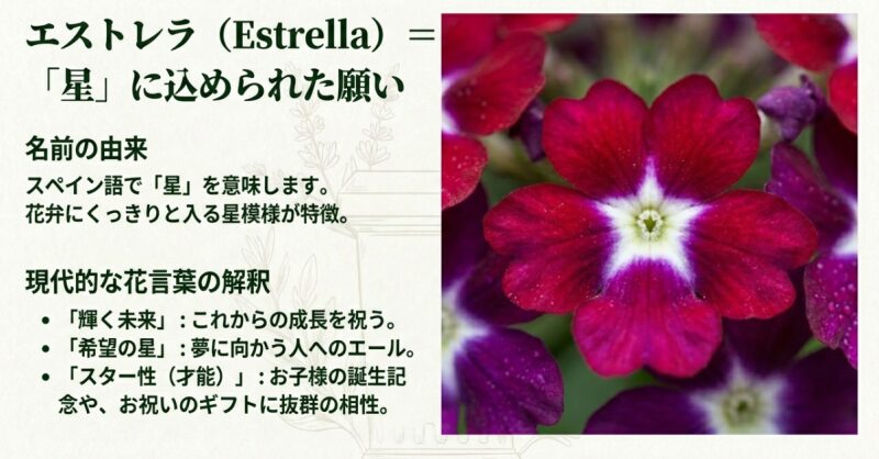 星模様がくっきりと入った赤紫色のバーベナ・エストレラの花。名前の由来である「星」から、輝く未来や希望の星といった現代的な花言葉の解釈を紹介。