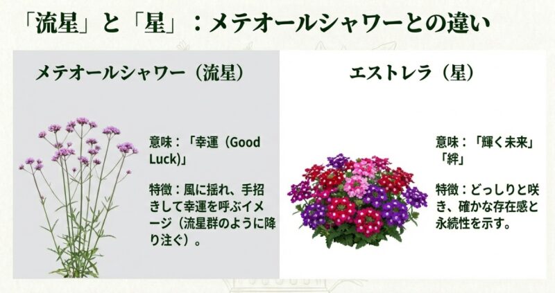 背の高いメテオールシャワーとこんもりしたエストレラの草姿を比較し、流星と星という名前の由来や花言葉の違いを解説したスライド。