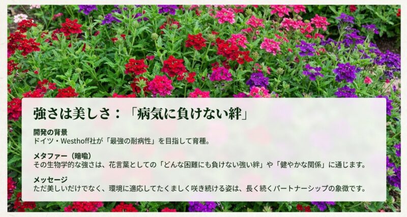 色とりどりのバーベナが花壇で群生している様子。最強の耐病性を持つ生物学的な強さが、困難に負けない強い絆や健やかな関係を象徴するという解説。