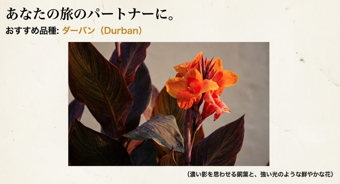 銅葉（ブロンズリーフ）と鮮やかなオレンジ色の花が特徴的なカンナの品種「ダーバン」の写真。光と影のコントラストが美しい。