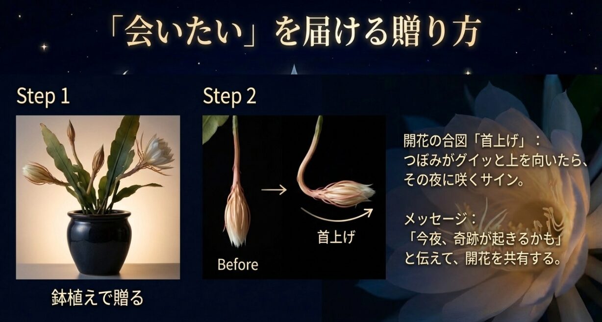 月下美人の蕾がグイッと上を向く「首上げ」現象のビフォーアフター比較写真。開花当日のサインを見極めて鉢植えを贈るためのガイド。