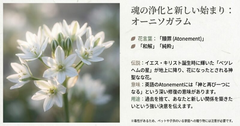 白く可憐なオーニソガラムの花の写真と、贖罪・和解・純粋という花言葉の由来や意味を解説したスライド