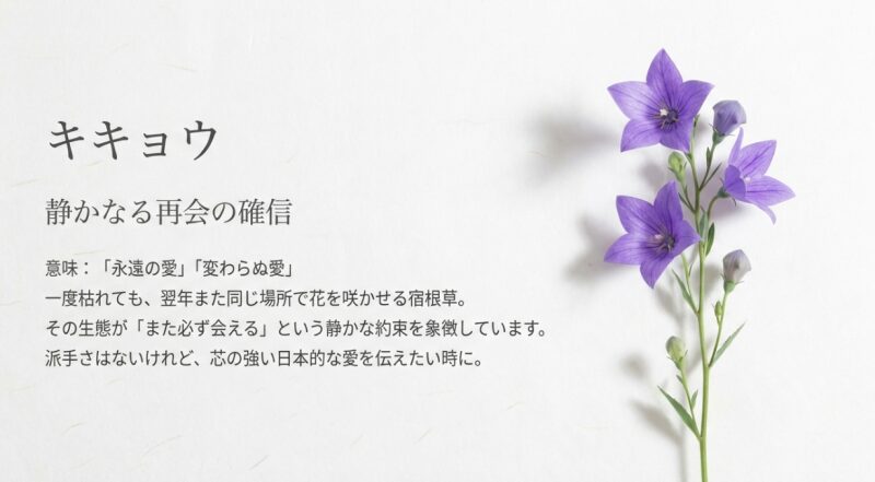 キキョウの花言葉は「永遠の愛」。一度枯れても同じ場所で咲く宿根草の生態が再会を象徴している