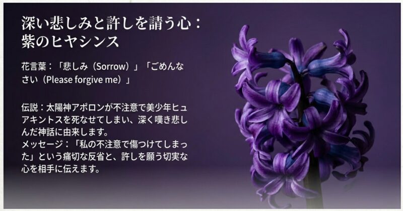 紫のヒヤシンスのイラストと、悲しみ・ごめんなさいという花言葉の由来となったアポロンの神話を解説したスライド