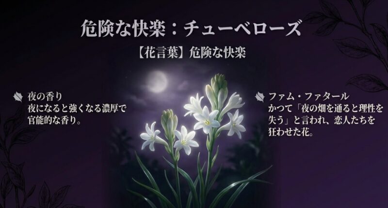 夜になると強くなる香りで人を惑わす、チューベローズの「危険な快楽」という花言葉を解説したスライド
