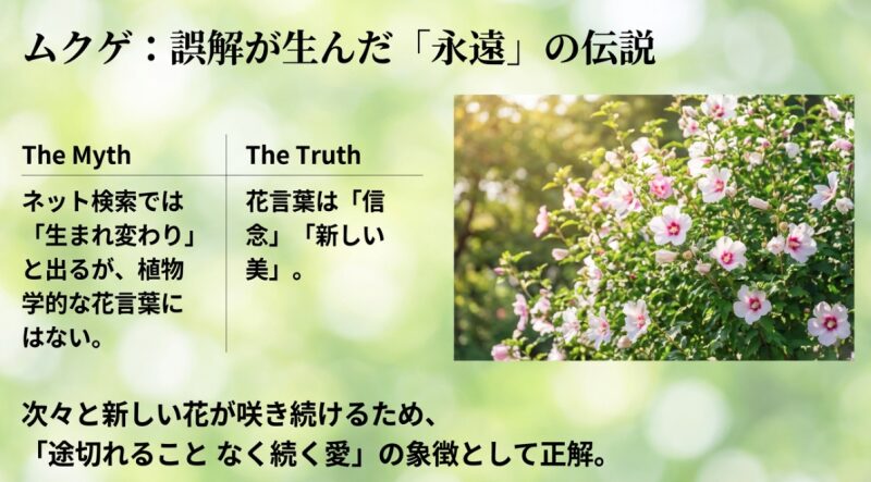 ムクゲに「生まれ変わり」という花言葉はないが、「途切れることなく続く愛」として解釈できるという解説