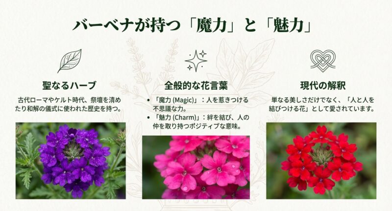 紫色のバーベナの花房。古代ローマやケルト時代から聖なるハーブとして扱われ、魔力や魅力という花言葉を持つことを解説したスライド。