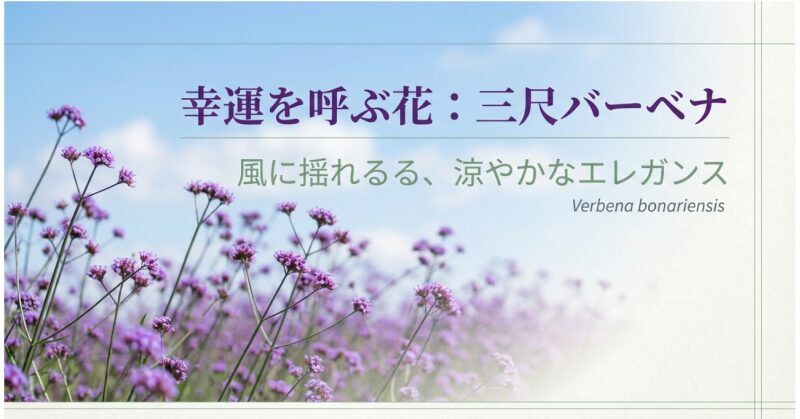風に揺れる涼やかな紫色の花、バーベナ・ボナリエンシス（三尺バーベナ）のトップ画像