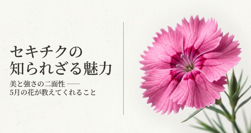 ピンク色のセキチクの花と、知られざる魅力や美と強さの二面性を表すタイトルスライド