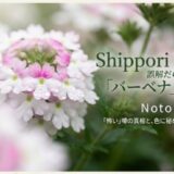 「誤解だらけのバーベナの花言葉」というタイトルと、白いバーベナの花束の写真。怖い噂の真相と色に秘められたメッセージについての解説スライド。