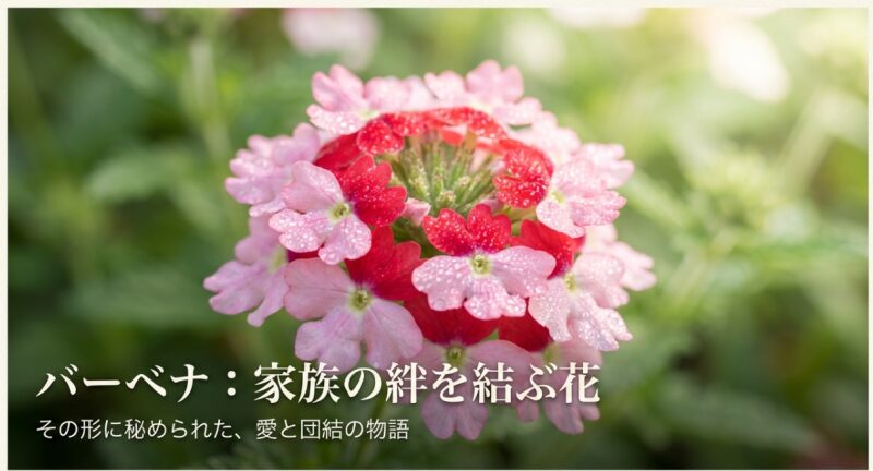 バーベナの花言葉「家族愛」と家族の絆を結ぶ花のタイトルスライド