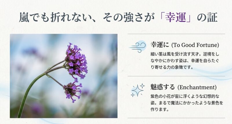 バーベナ・ボナリエンシスの花言葉「幸運に」「魅惑する」の由来と花のクローズアップ写真