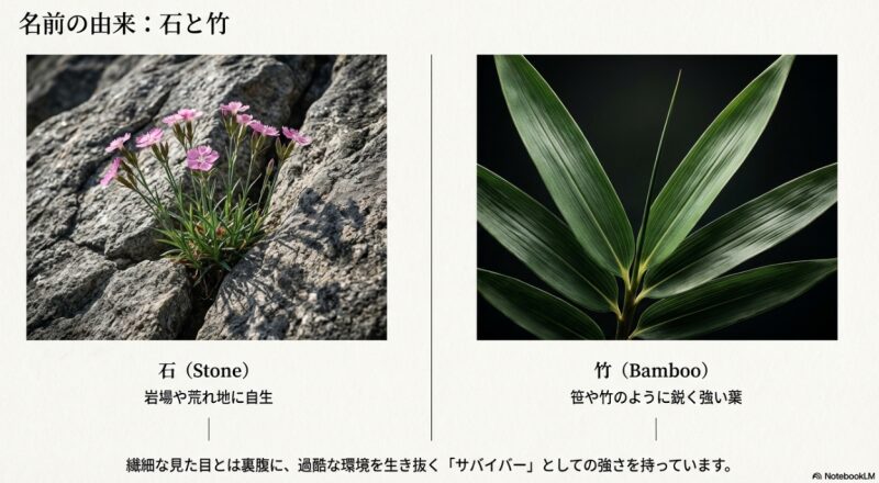 繊細な見た目とは裏腹に、過酷な環境を生き抜くサバイバーとしての強さを持つセキチクの名前の由来