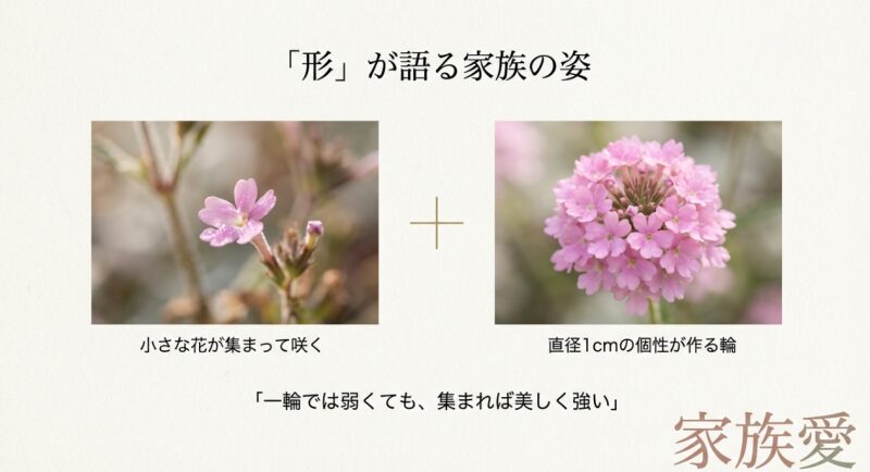 可憐なピンク色のバーベナの花のアップ写真