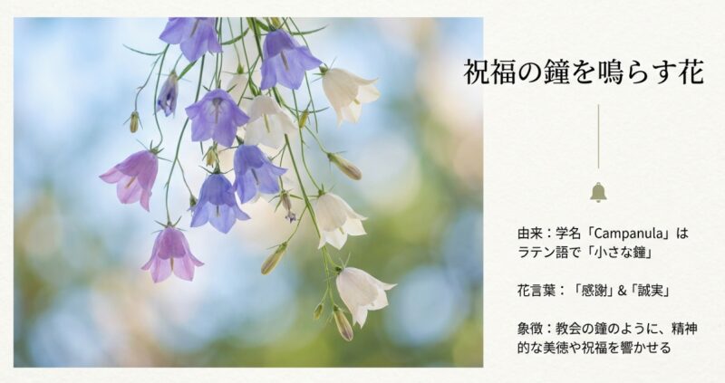 吊り下がって咲く色とりどりのカンパニュラの画像。学名がラテン語で「小さな鐘」を意味すること、花言葉が「感謝」と「誠実」であり、教会の鐘のように精神的な美徳を象徴しているという解説。