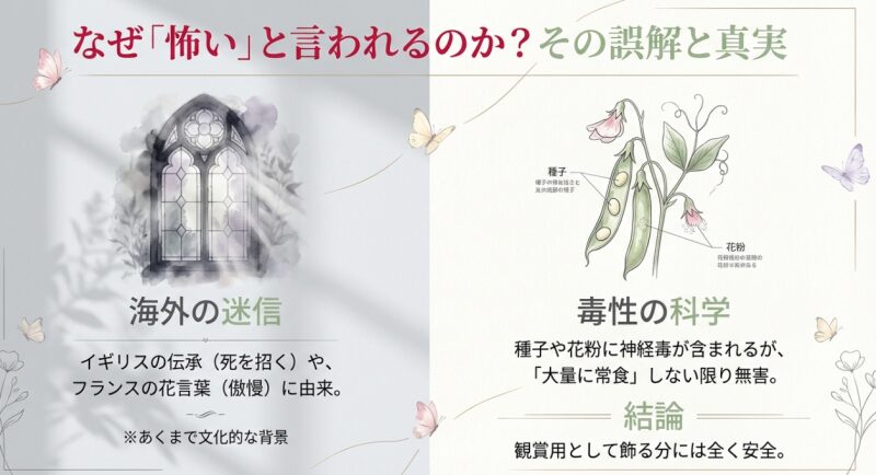 スイートピーが怖いと言われる理由は海外の迷信や種子の毒性にあるが、鑑賞用としては安全であることを解説した図解。