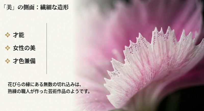 熟練の職人が作った芸術作品のように、花びらの縁に無数の切れ込みが入った繊細なピンクのセキチク