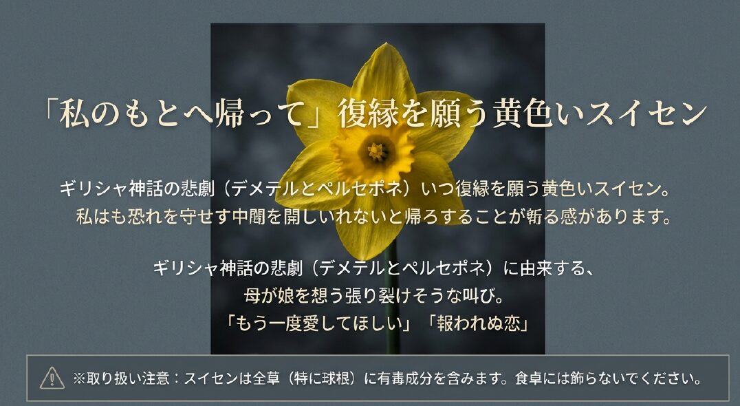 復縁を願う黄色いスイセン。ギリシャ神話のデメテルとペルセポネの悲劇に由来し、もう一度愛してほしいという意味を持ちます。全体に有毒成分を含むため食卓には飾らないよう注意が必要です。