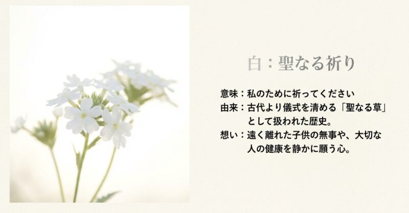 白いバーベナの花言葉「聖なる祈り」の解説スライド