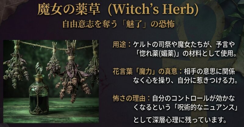 ケルトの魔女が惚れ薬に使用した歴史と、花言葉「魔力」に潜むコントロール不能な呪術的ニュアンスを説明するスライド。