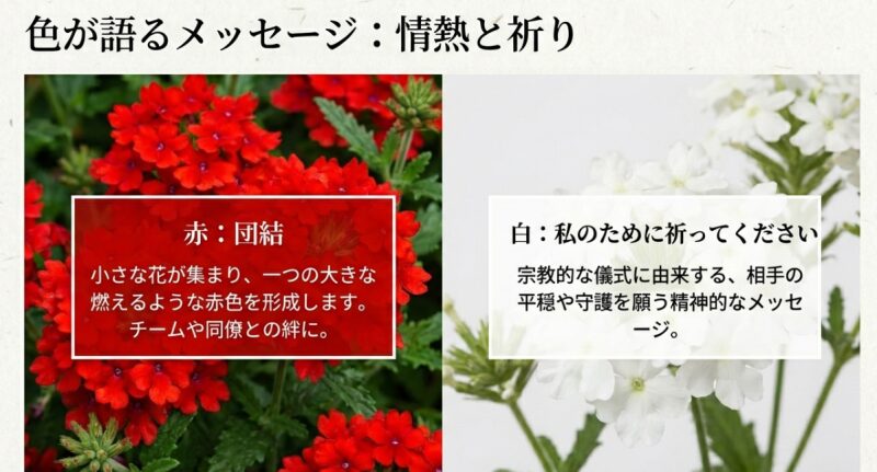 色が語るメッセージ。赤は「団結」、白は「私のために祈ってください」という花言葉とそれぞれの意味