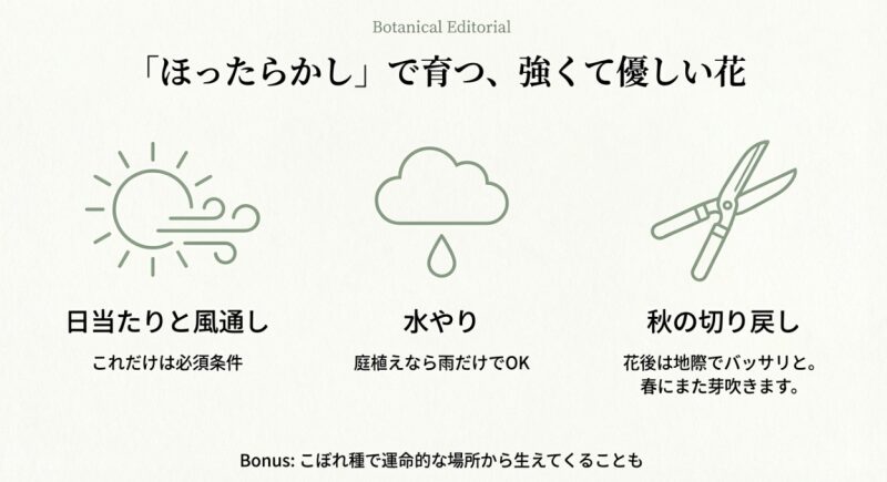 バーベナ・ボナリエンシスの日当たり・水やりのポイントと、秋の切り戻しのコツをまとめた栽培ガイド
