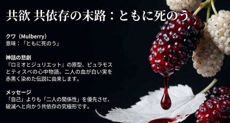 クワ（マルベリー）の花言葉「ともに死のう」の解説。ロミオとジュリエットの原型となったピュラモスとティスベの心中物語と、共依存の末路について記されたスライド。