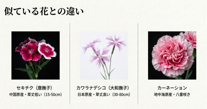 中国原産のセキチク、日本原産のカワラナデシコ、地中海原産のカーネーションの違いの比較