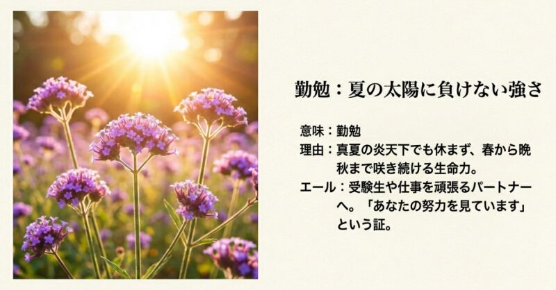 真夏の太陽の下で力強く咲く紫色のバーベナ