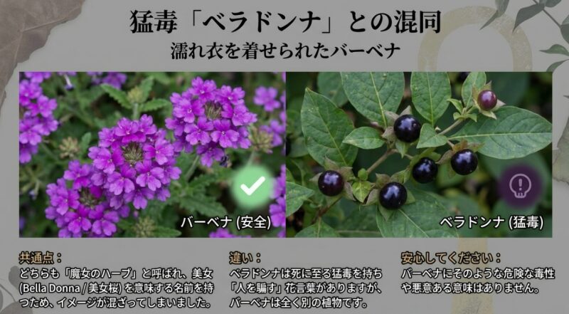安全なバーベナが猛毒のベラドンナと、名前の由来や共通点（魔女のハーブ）によって混同されてしまった違いを比較するスライド。