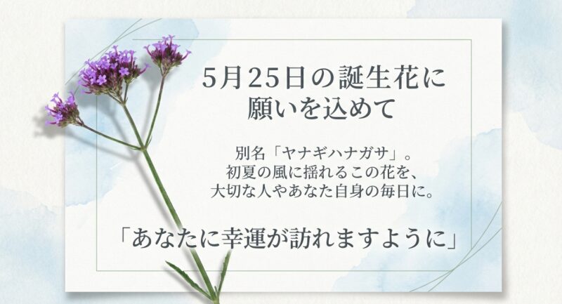 5月25日の誕生花バーベナ・ボナリエンシスのイメージ画像。「あなたに幸運が訪れますように」