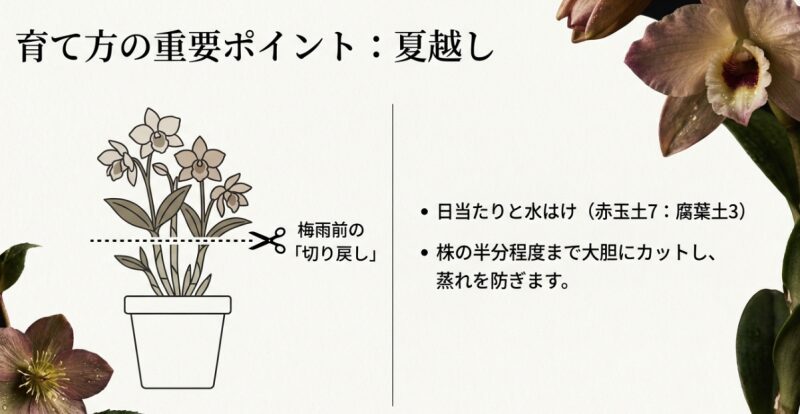 蒸れを防ぐために梅雨前に株の半分程度まで大胆にカットするセキチクの切り戻し剪定のイラスト