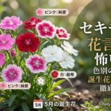 セキチク 花言葉