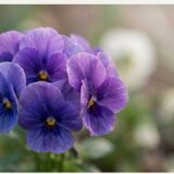 花言葉 ひとりにしないで