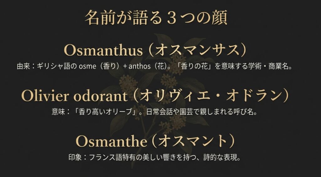 Osmanthus（オスマンサス）、Olivier odorant、Osmantheの由来と意味