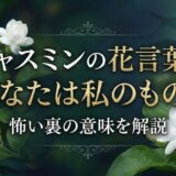 ジャスミン　花言葉　あなたは私のもの