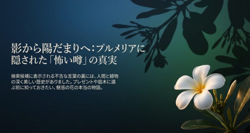 白いプルメリアの花と「影から陽だまりへ：プルメリアに隠された怖い噂の真実」というタイトル文字