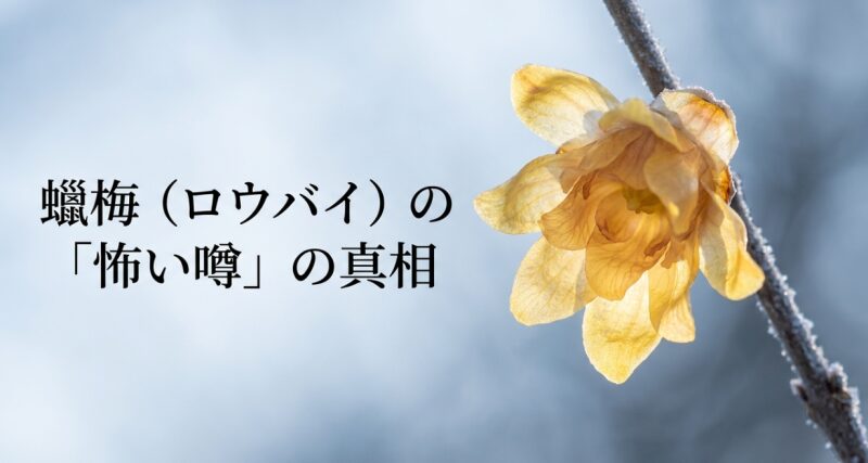 蠟梅（ロウバイ）の「怖い噂」の真相と書かれたタイトルスライド