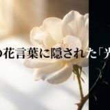 野薔薇　花言葉
