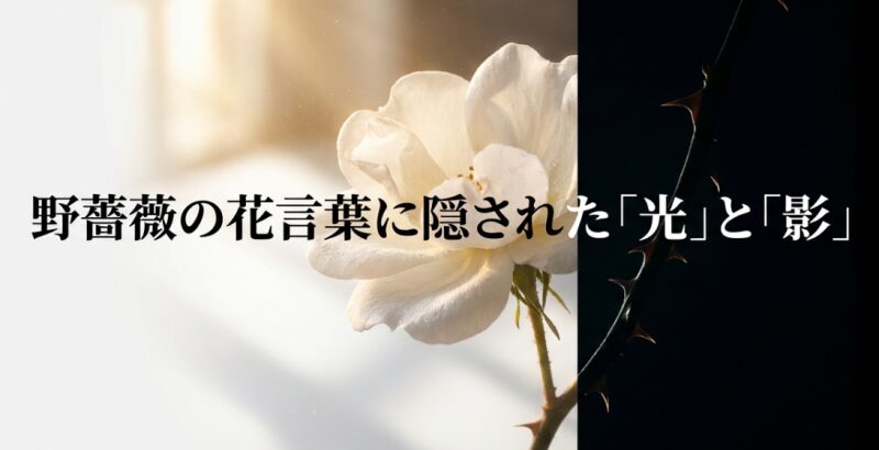 野薔薇　花言葉