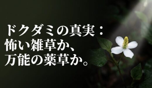ドクダミの花言葉は怖い？恐ろしい噂の真実と隠された素敵な意味