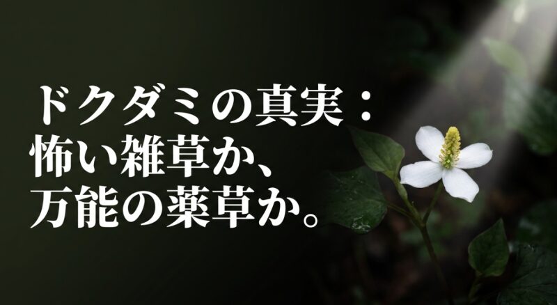 ドクダミ　花言葉　怖い