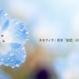 ネモフィラの花言葉「初恋」の真実と奥深い魅力を解説するタイトルスライド