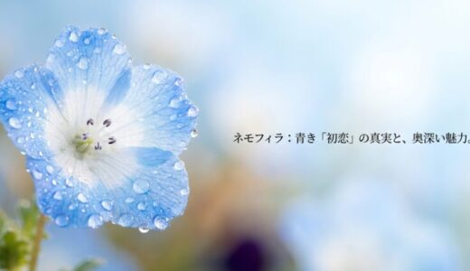 ネモフィラの花言葉は初恋？怖い噂の真相と色別の意味を解説！
