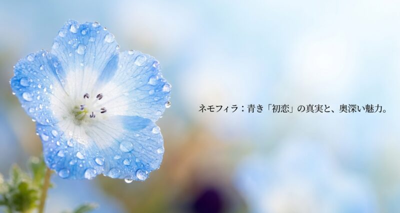 ネモフィラの花言葉「初恋」の真実と奥深い魅力を解説するタイトルスライド