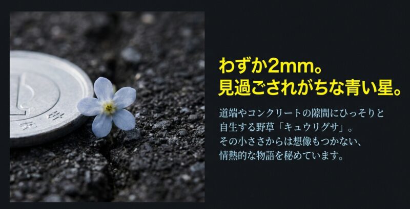 1円玉の横に咲く直径わずか2mmのキュウリグサの花