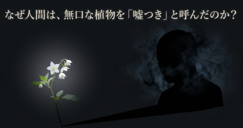 暗い背景に浮かび上がる、白くて可憐なイヌホオズキの花。なぜ植物が嘘つきと呼ばれるのかを問いかける画像。