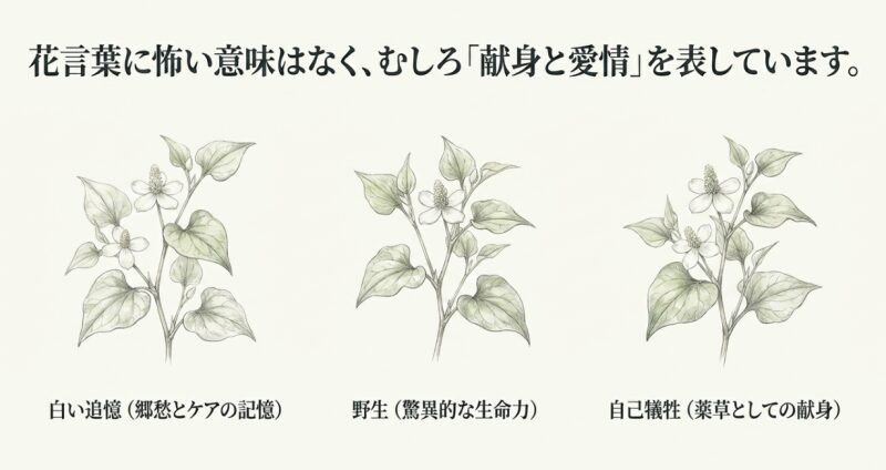 花言葉に怖い意味はなく、むしろ「献身と愛情」を表している。白い追憶（郷愁とケアの記憶）、野生（驚異的な生命力）、自己犠牲（薬草としての献身）の3つの意味のまとめ